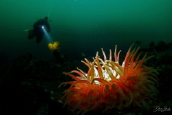 Gulen Wreck Diving by Daniel Strub 
